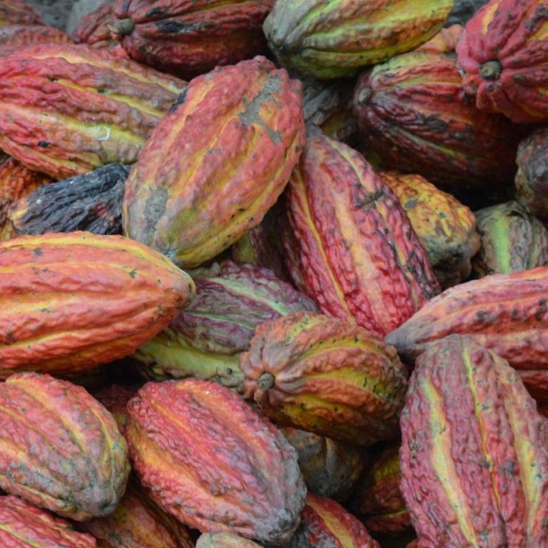 Läs mer om artikeln Chokladdrycksprovningar!